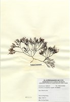 藏品(傘房龍鬚菜)的圖片